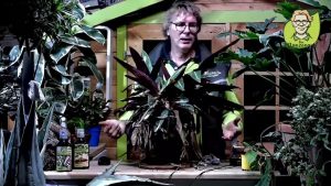 “Pflanzenarzt-Sprechstunde”: Marante natürlich pflegen