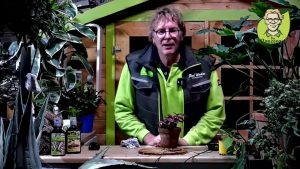 “Pflanzenarzt-Sprechstunde”: Springschwänze natürlich vertreiben