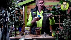 Thripse natürlich bekämpfen