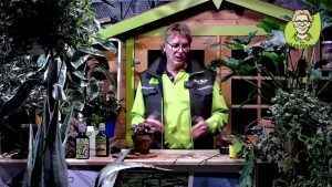 “Pflanzenarzt-Sprechstunde”: Ist die Yucca Palme eine Palme?