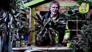 “Pflanzenarzt-Sprechstunde”: Zimmertanne natürlich pflegen