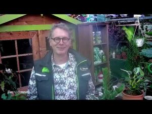 Blühende Zimmerpflanzen natürlich pflegen