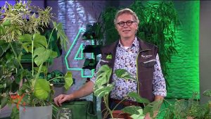 Natürliche Pflege für Monstera