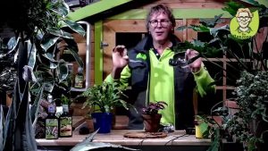 Weihnachtsstern zum Blühen bringen