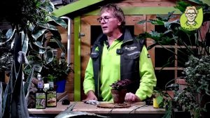 “Pflanzenarzt-Sprechstunde”: Zimmerpflanzen natürlich düngen