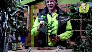 Zimmerpflanzen – der beste Standort