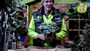 Hilfe meine Zimmerpflanzen leiden