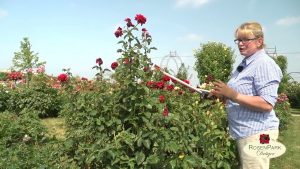 Richtiger Rosenschnitt im Sommer