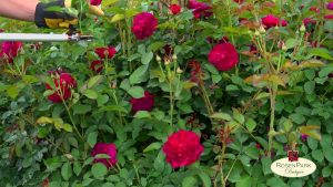 Rückschnitt verblühter Rosen