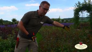 Rosen pinzieren – richtig schneiden für eine längere Blühphase
