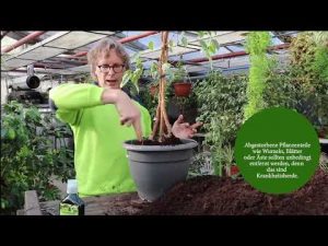 Hilfe mein Ficus benjamini kränkelt und verliert die Blätter