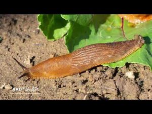 Schnecken natürlich vertreiben