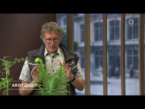 Natürlicher Schutz vor Braunfäule bei Tomaten