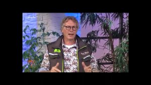 “MDR um vier”: Palmen natürlich vor Frost schützen oder palmenähnliche Pflanzen anbauen