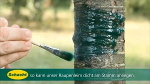 Obstbäume natürlich vor dem Frostspanner schützen