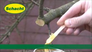 Baumwachs Brunonia – Baumwunden natürlich schützen