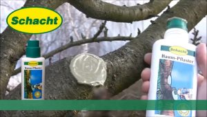 Baumwunden natürlich schützen