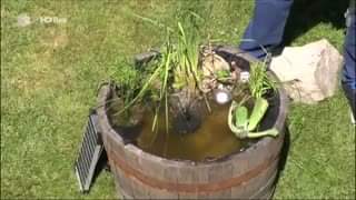 Wasserpflanzen für Garten und Balkon