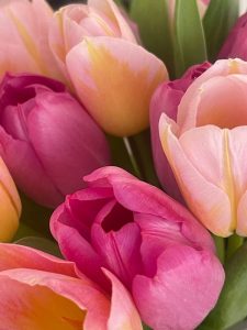 Um sich lange an schönen Schnittblumen zu erfreuen, bedarf es guter Pflege.