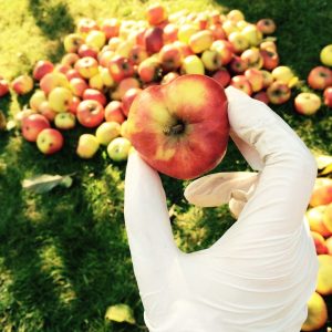 Apfelbaum nach der Ernte