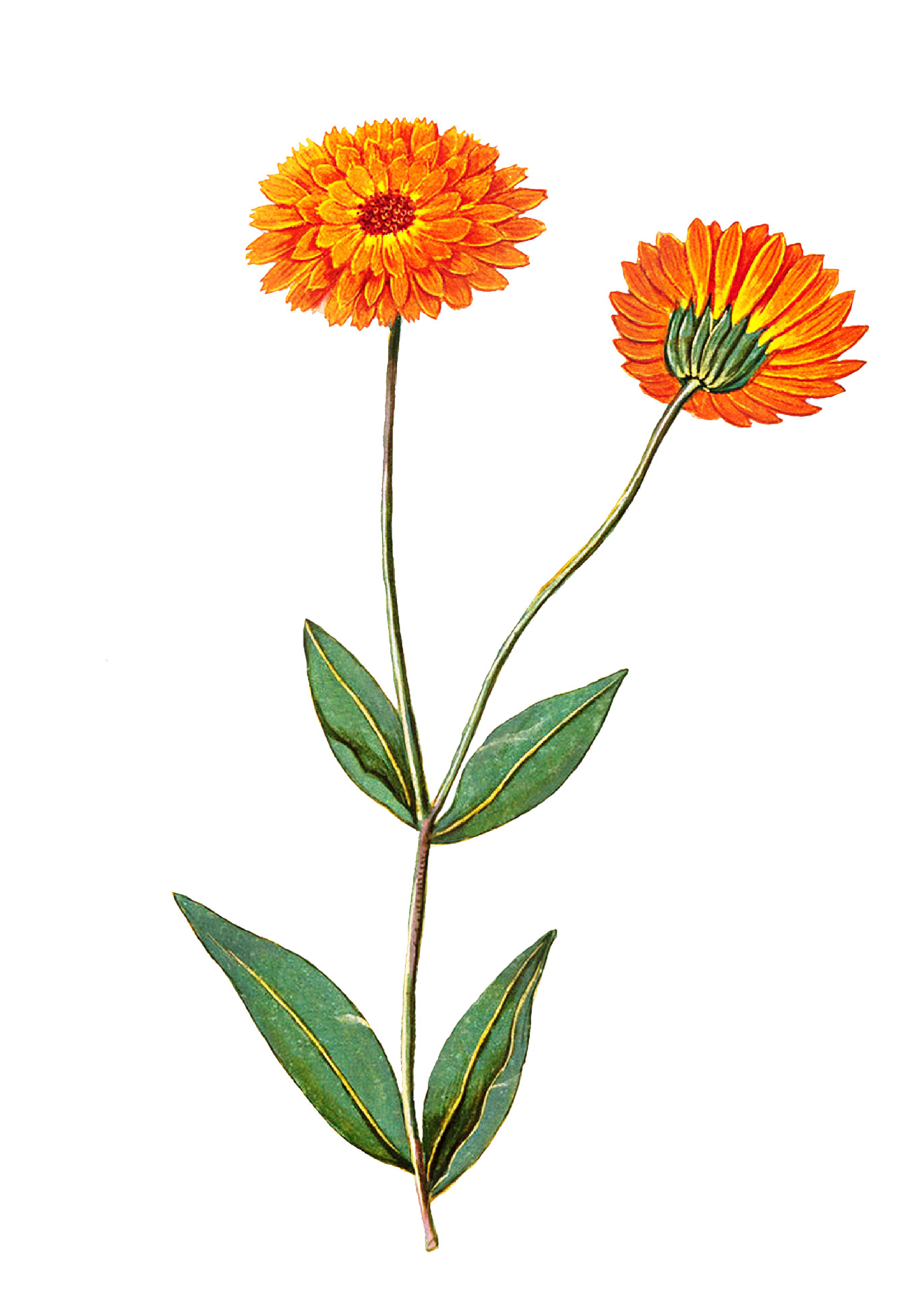 Tagetes im Garten: Boden verbessern, Drahtwürmer bei Kartoffeln reduzieren