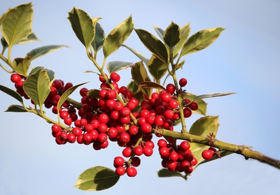 Wurzelprobleme beim Ilex