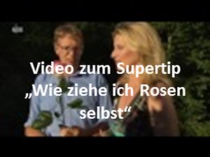 einfache Rosenvermehrung