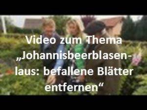 Johannisbeerblasenlaus bekämpfen