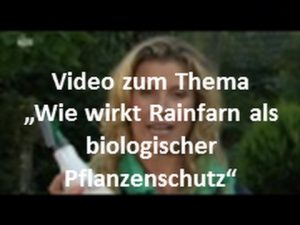 Rainfarn gegen die weiße Fliege oder Blattläuse