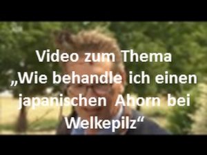 Welkepilz beim Ahorn