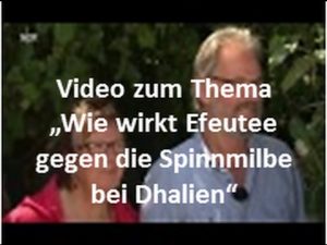Efeutee gegen Spinnmilben bei Dahlien