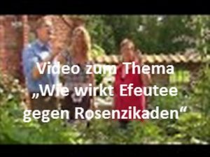 Efeutee gegen Rosenzikaden und Spinnmilben