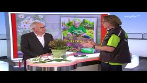 MDR um 11: der Pflanzenarzt Rene Wadas erklärt Frostschaden am Ilex