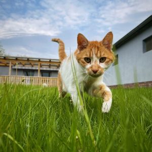 Bio Fluessigduenger für den Rasen