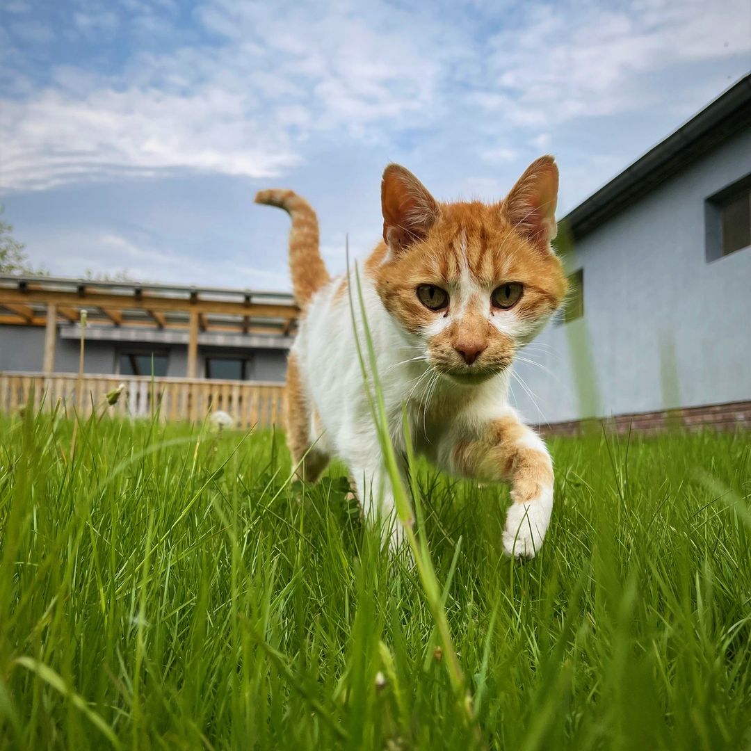 Katzen und Pflanzen