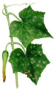 Blattbrand der Gurke