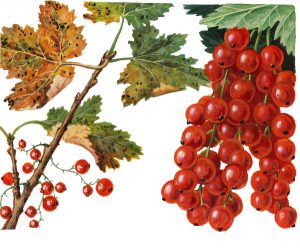 Blattfallkrankheit der Johannisbeere