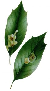 Blattminierfliege der Stechpalme