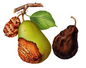 Fruchtfäule der Birne