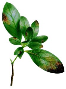 Septoria-Blattfleckenkrankheit Azalee