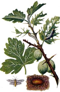 Stachelbeerblattwespe