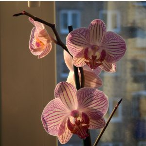 Die Gartensaison ist mittlerweile für dieses Jahr so gut wie beendet. Der Fokus …