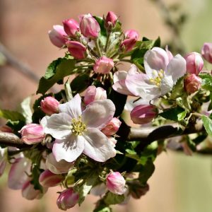 Frostspanner sind ein unliebsamer Gast in Apfelblüten.. deshalb rechtzeitig Raup…
