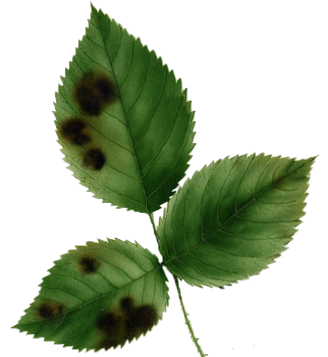 Sternrußtau bei Rosen biologisch bekämpfen