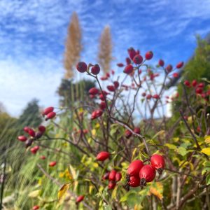 Vor dem eisigen Wintereinbruch noch ein buntes Herbstbild. Für jede Saison gut …