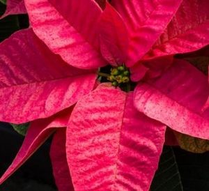 Weihnachtsstern-Pflege: So bleibt die Pflanze lange schön