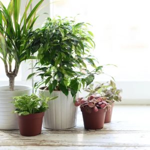 Januar ist Zimmerpflanzen-Zeit