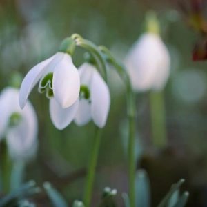 Schneeglöckchen