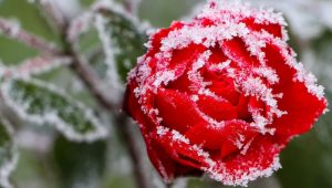 Klimafeste Rosen – Jetzt Pflanzen