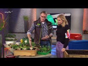 Gemüse auf dem Balkon anbauen